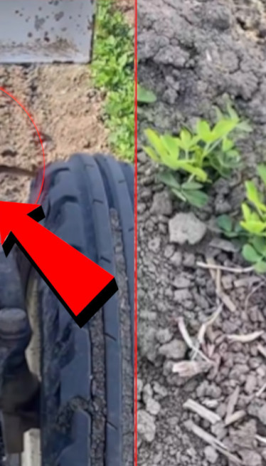 Zapanjujuće! Ptica ZAUSTAVILA traktor kako bi spasila gnezdo