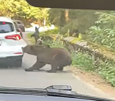 Prizor za nevericu! Medved mu razbucao auto (Video)