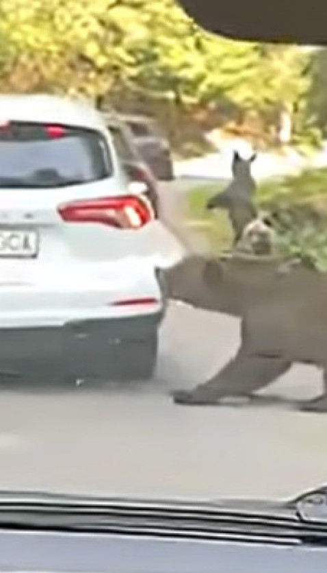 Prizor za nevericu! Medved mu razbucao auto (Video)