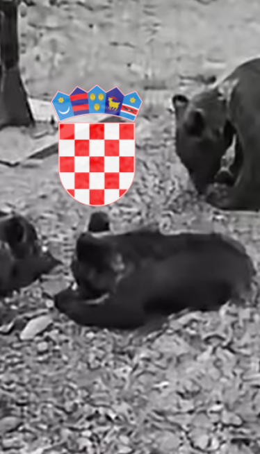 Snimili mečiće u HR, a onda se medvedica zaletela (video)