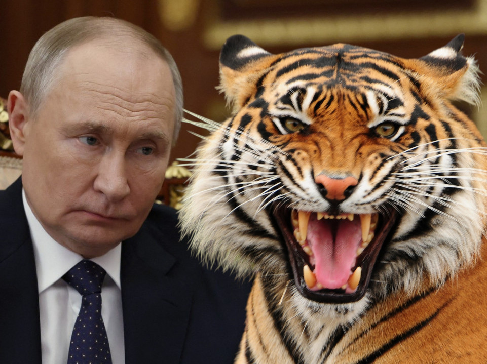 PUTIN OČI U OČI SA TIGROM! Zver nije htela da se skloni