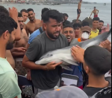 UZNEMIRUJUĆI VIDEO: "To je delfin, ne smete da ga dirate"