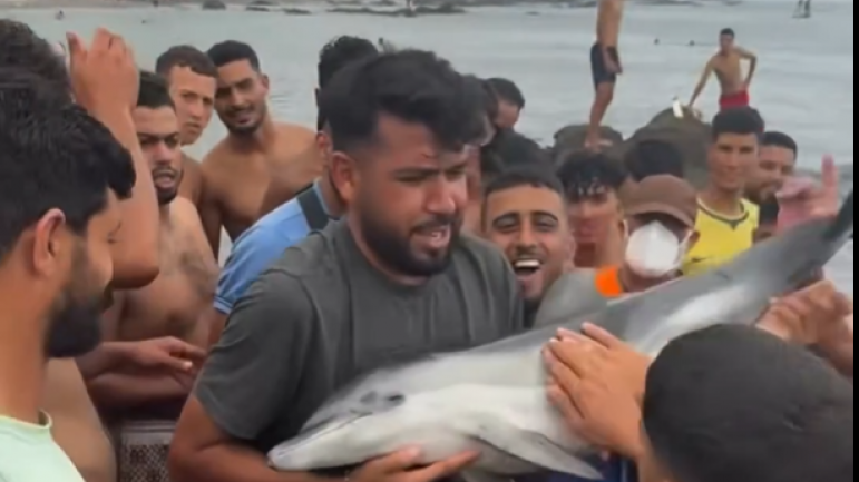 UZNEMIRUJUĆI VIDEO: "To je delfin, ne smete da ga dirate"