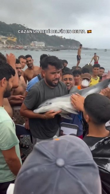 UZNEMIRUJUĆI VIDEO: "To je delfin, ne smete da ga dirate"