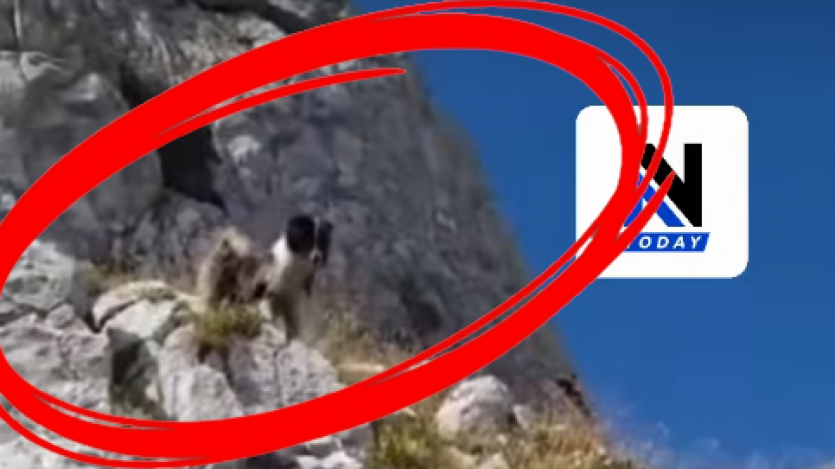 Pas na Durmitoru gađa planinare kamenjem (video)