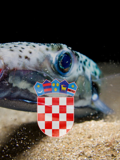 U Jadranu uhvaćena jedna od najotrovnijih riba na svetu
