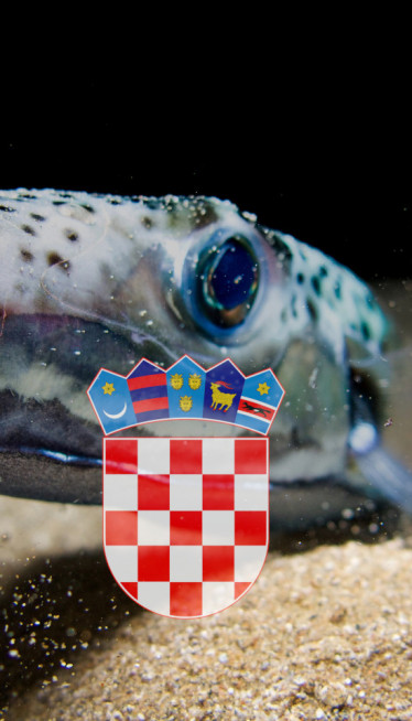 U Jadranu uhvaćena jedna od najotrovnijih riba na svetu