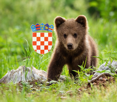 Medvedić se pojavio na putu: Snimak je presladak (video)