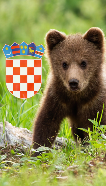 Medvedić se pojavio na putu: Snimak je presladak (video)