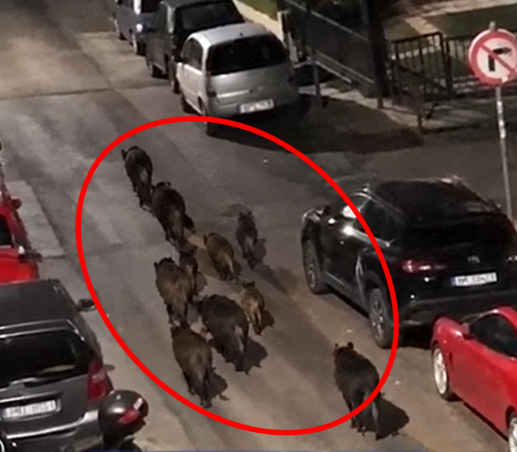 Noćna patrola u Solunu: 12 divljih svinja na ulicama