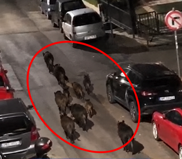 Noćna patrola u Solunu: 12 divljih svinja na ulicama