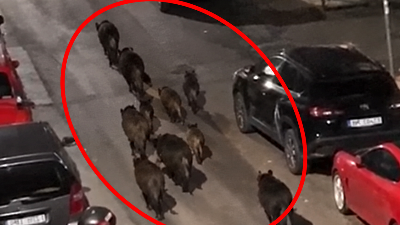 Ноћна патрола у Солуну: 12 дивљих свиња на улицама