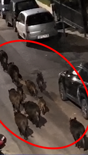 Noćna patrola u Solunu: 12 divljih svinja na ulicama
