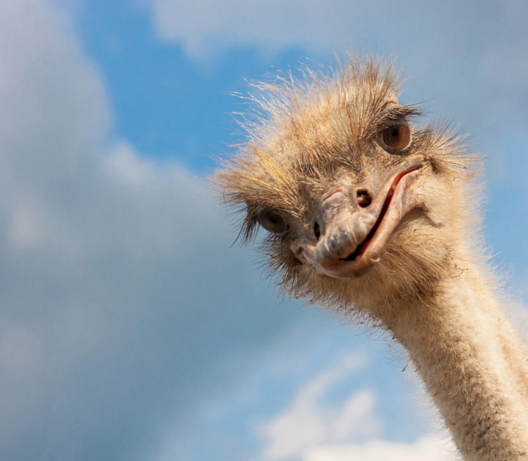 Emu pobegao kroz osigurana vrata ZOO vrta, pa nastao haos