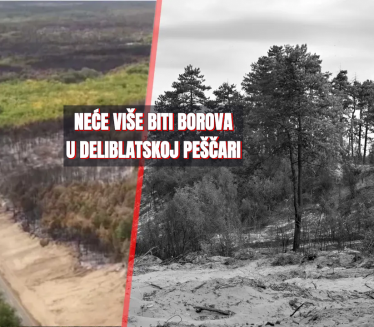 Zbogom borovima: Evo šta će saditi u Deliblatskoj peščari