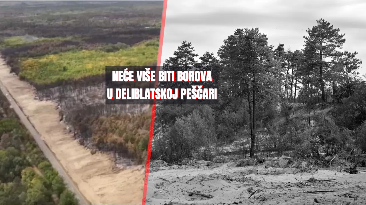 Zbogom borovima: Evo šta će saditi u Deliblatskoj peščari