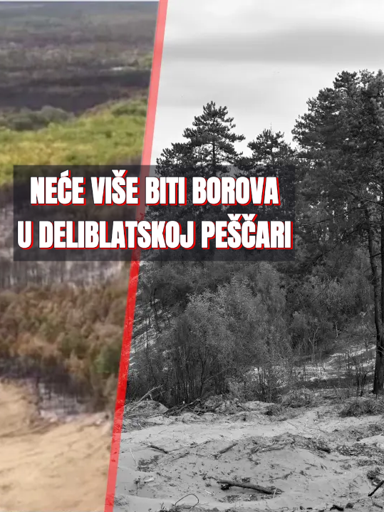 Zbogom borovima: Evo šta će saditi u Deliblatskoj peščari