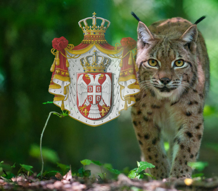 "Duh šume" snimljen na Goliji: Kamera uhvatila redak prizor