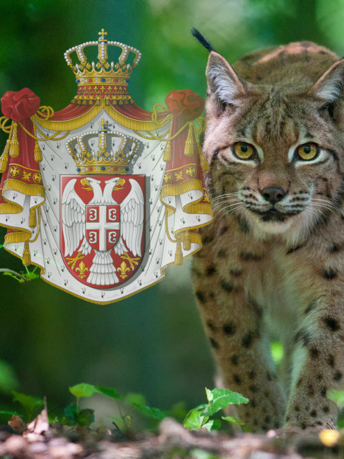 "Duh šume" snimljen na Goliji: Kamera uhvatila redak prizor