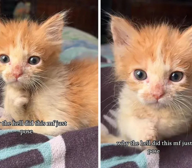 Mače se okrenulo ka kameri i nasmejalo milione ljudi (video)