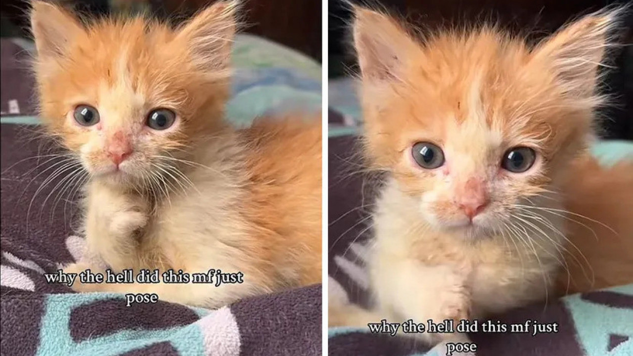 Mače se okrenulo ka kameri i nasmejalo milione ljudi (video)