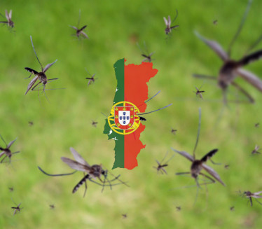 Pustili 30.000 komaraca u grad da bi ih bilo manje