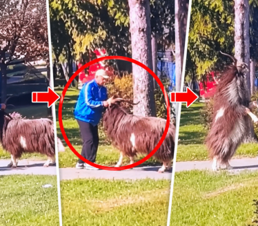 Hit scena sa izbora u BIH: Jarac zaveo pravila na biralištu