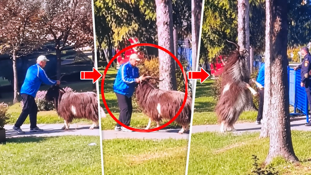 Hit scena sa izbora u BIH: Jarac zaveo pravila na biralištu