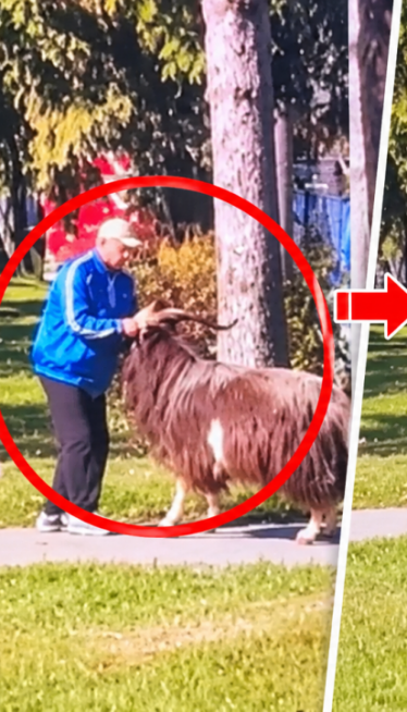 Hit scena sa izbora u BIH: Jarac zaveo pravila na biralištu