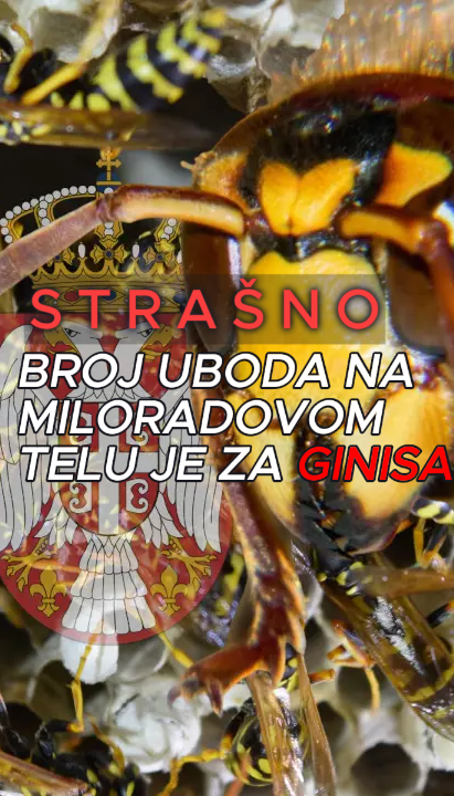 Drama u SRB: Izujedao ga roj stršljena - broj uboda za Ginisa