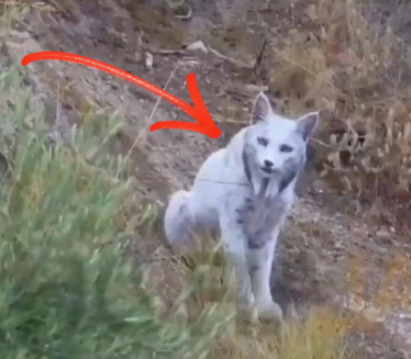 Snimio životinju za koju su mnogi mislili da je mit (video)