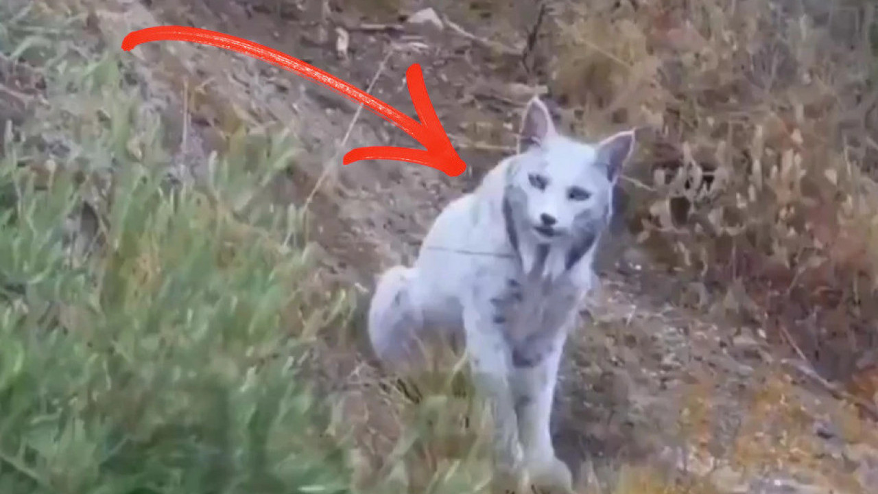 Snimio životinju za koju su mnogi mislili da je mit (video)