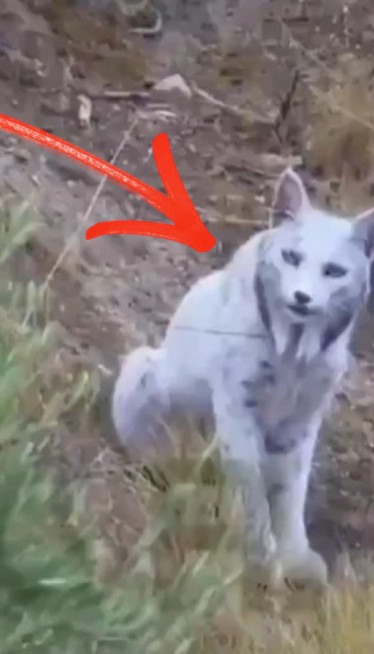 Snimio životinju za koju su mnogi mislili da je mit (video)