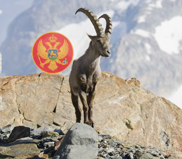 Zaštitili izumrlu životinju u CG, a zaboravili sve ptice
