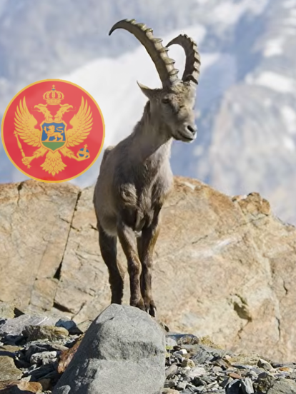 Zaštitili izumrlu životinju u CG, a zaboravili sve ptice