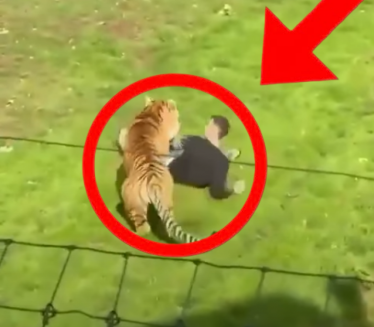Da li će uspavati tigra koji je usmrtio čoveka?