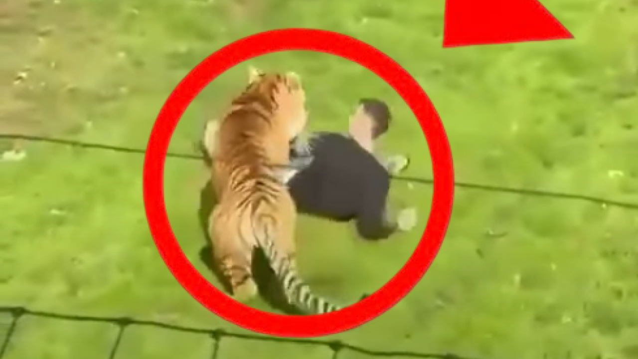 Da li će uspavati tigra koji je usmrtio čoveka?