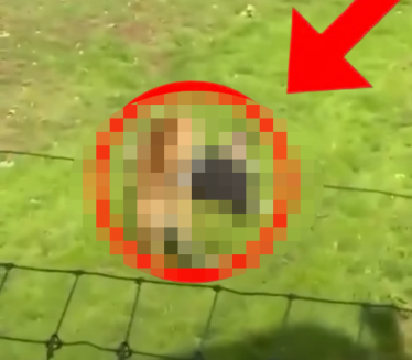 UZNEMIRUJUĆI VIDEO: Kobni susret čoveka i tigra