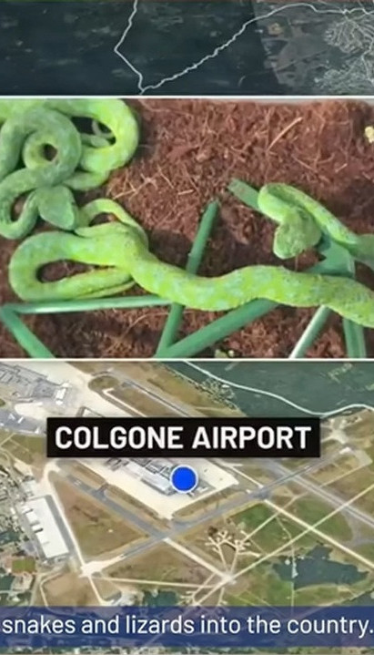 Umesto droge, u koferu našli 37 otrovnih zmija