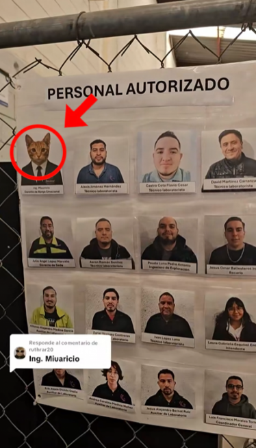 Ovaj menadžer spava na poslu: I svi ga obožavaju (video)