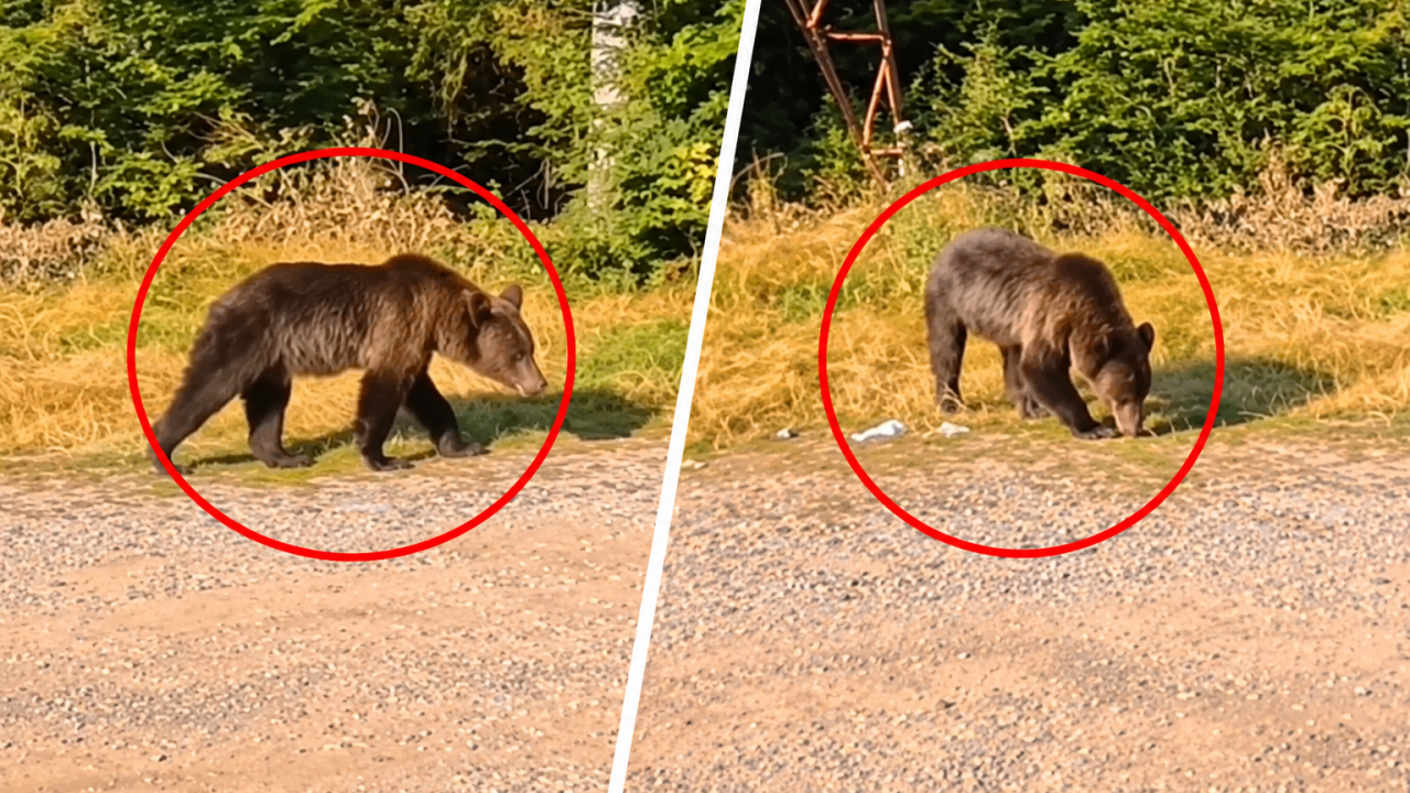 Beograđanka ugledala medveda: A onda je on video nju (video)