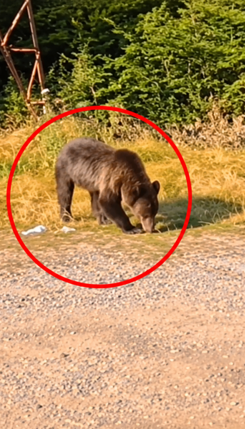Beograđanka ugledala medveda: A onda je on video nju (video)