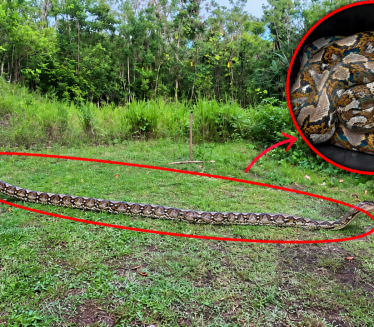 Uhvaćen piton: Pet i po metara čiste neverice (video)