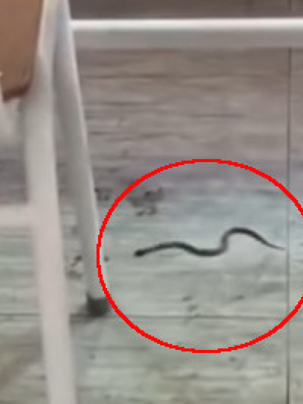 Zmija u učionici: Đaci vrištali u Bijelom Polju (video)