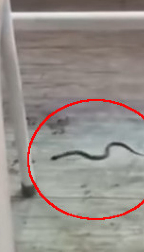 Zmija u učionici: Đaci vrištali u Bijelom Polju (video)
