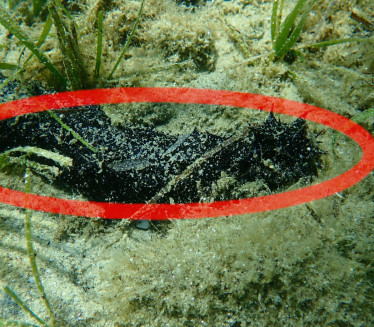 Liči na izmet, a nadživi čoveka: Neverovatno otkriće