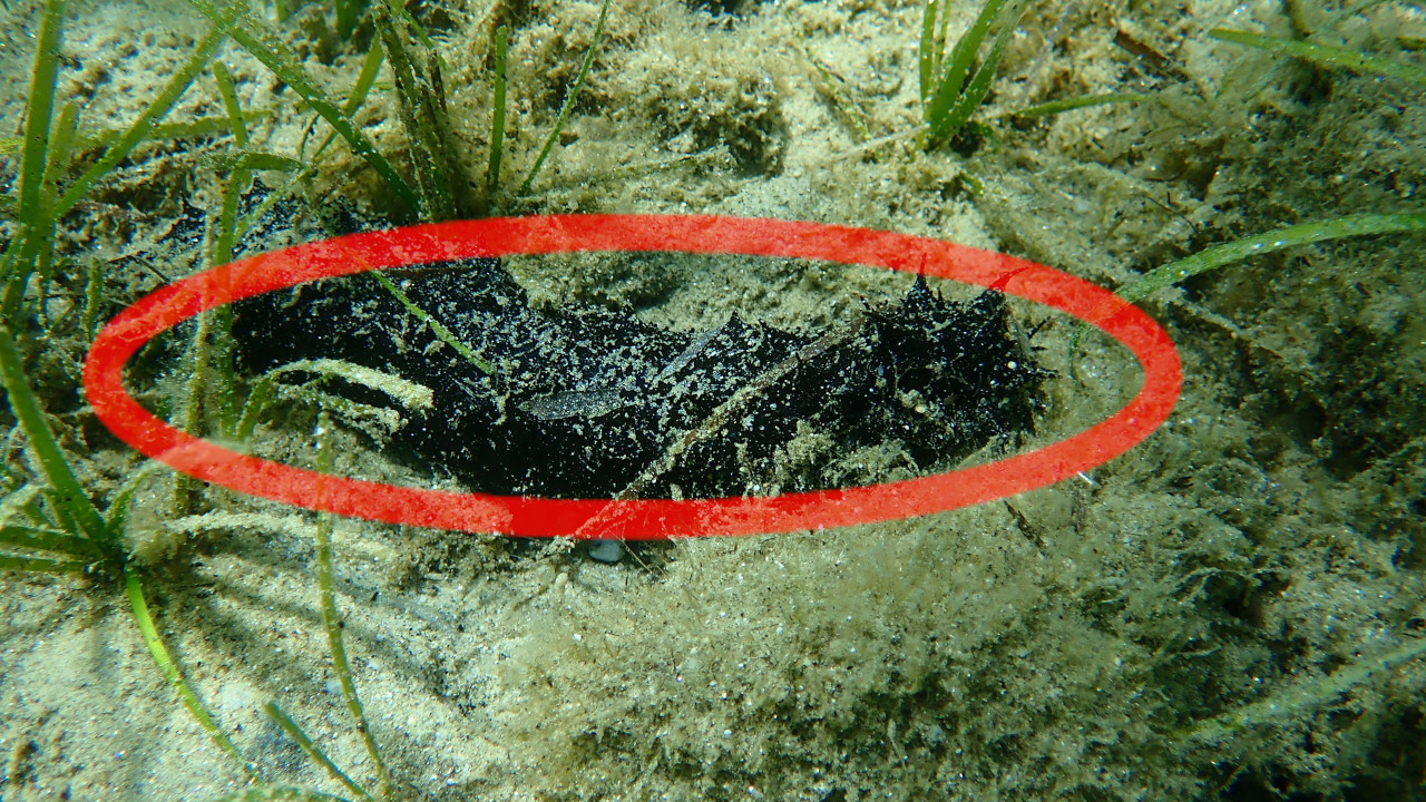 Liči na izmet, a nadživi čoveka: Neverovatno otkriće
