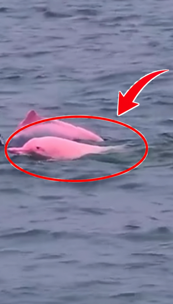 Snimljen ružičasti delfin: Naučnici imaju objašnjenje (video)